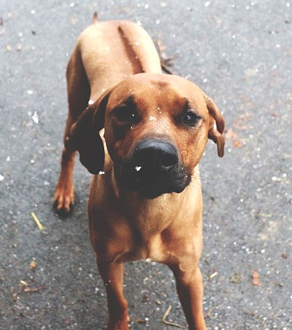 los rhodesian ridgeback son agresivos