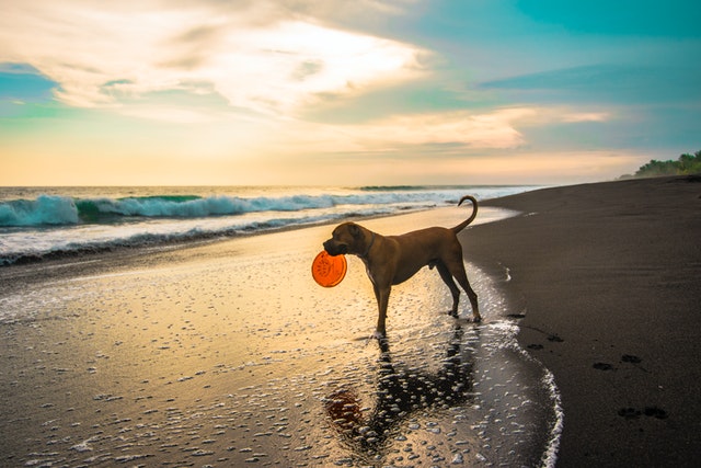 Partir en vacances avec son chien